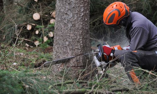2 Dangerous Tree Removal 2 Dangerous Tree Removal
