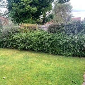 Branch by Branch Hedge and Shrub Removal