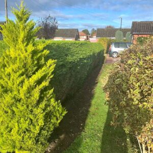 Branch by Branch in York Tree Clearing