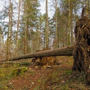 Dangerous Tree Removal - 1