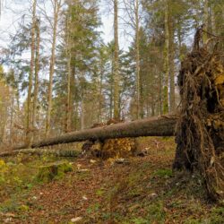 Dangerous Tree Removal Dangerous Tree Removal