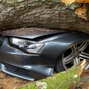 Dangerous Tree Removal