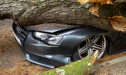 Dangerous Tree Removal