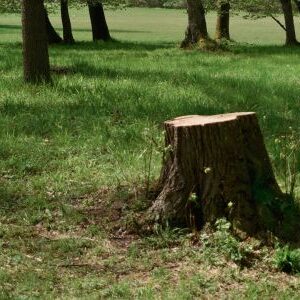 Stump and Root Removal (2)