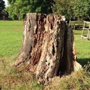 Stump and Root Removal