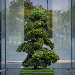 Tree Pruning - 2 Tree Pruning - 2