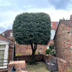 Tree Pruning Tree Pruning