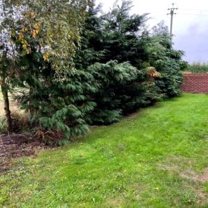 Tree Removal