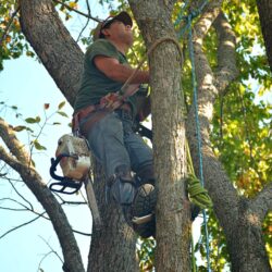 Tree Surgery - 1 Tree Surgery - 1